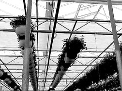 Shade screens in a greenhouse